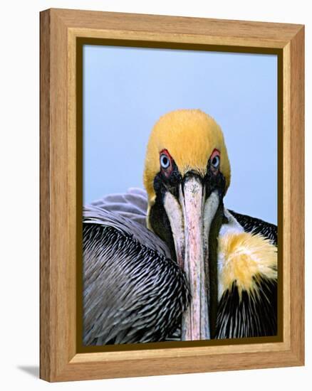 Male Brown Pelican in Breeding Plumage, Sanibel Island, Florida, USA-Charles Sleicher-Framed Premier Image Canvas