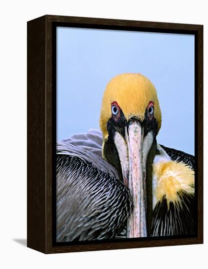 Male Brown Pelican in Breeding Plumage, Sanibel Island, Florida, USA-Charles Sleicher-Framed Premier Image Canvas