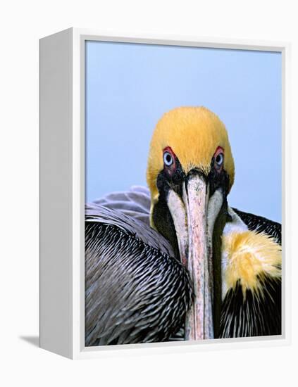 Male Brown Pelican in Breeding Plumage, Sanibel Island, Florida, USA-Charles Sleicher-Framed Premier Image Canvas