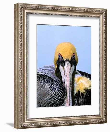 Male Brown Pelican in Breeding Plumage, Sanibel Island, Florida, USA-Charles Sleicher-Framed Photographic Print