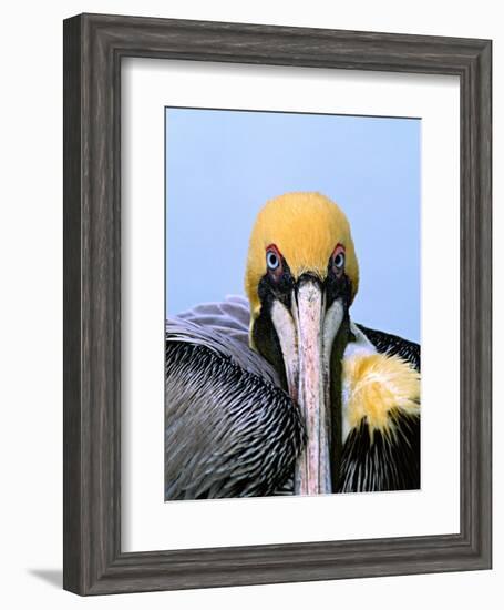 Male Brown Pelican in Breeding Plumage, Sanibel Island, Florida, USA-Charles Sleicher-Framed Photographic Print