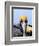 Male Brown Pelican in Breeding Plumage, Sanibel Island, Florida, USA-Charles Sleicher-Framed Photographic Print