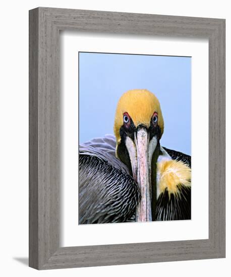 Male Brown Pelican in Breeding Plumage, Sanibel Island, Florida, USA-Charles Sleicher-Framed Photographic Print