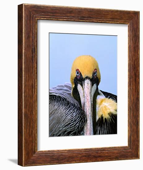 Male Brown Pelican in Breeding Plumage, Sanibel Island, Florida, USA-Charles Sleicher-Framed Photographic Print