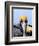 Male Brown Pelican in Breeding Plumage, Sanibel Island, Florida, USA-Charles Sleicher-Framed Photographic Print