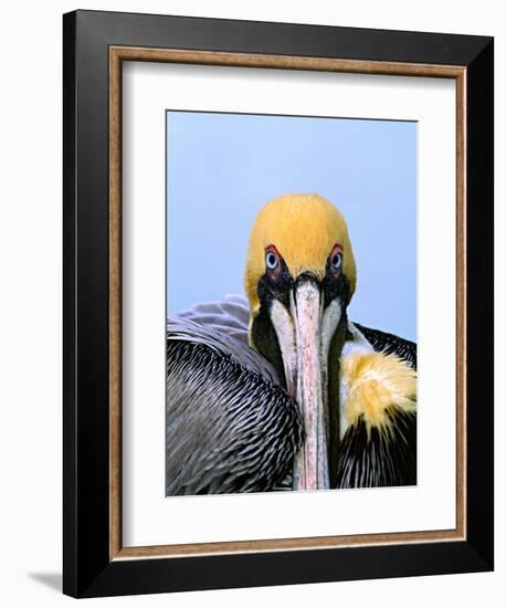 Male Brown Pelican in Breeding Plumage, Sanibel Island, Florida, USA-Charles Sleicher-Framed Photographic Print