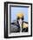 Male Brown Pelican in Breeding Plumage, Sanibel Island, Florida, USA-Charles Sleicher-Framed Photographic Print