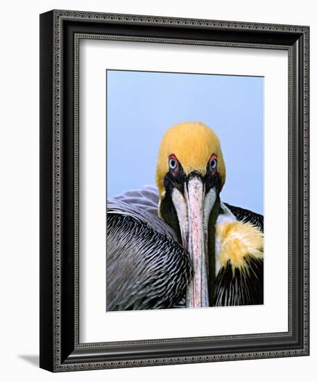 Male Brown Pelican in Breeding Plumage, Sanibel Island, Florida, USA-Charles Sleicher-Framed Photographic Print