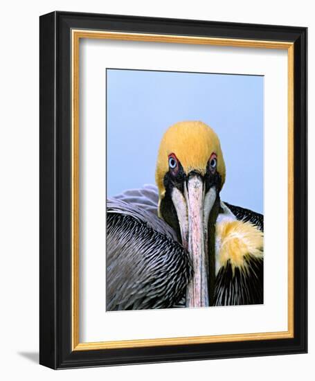 Male Brown Pelican in Breeding Plumage, Sanibel Island, Florida, USA-Charles Sleicher-Framed Photographic Print