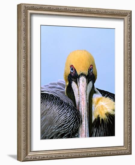 Male Brown Pelican in Breeding Plumage, Sanibel Island, Florida, USA-Charles Sleicher-Framed Photographic Print