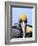 Male Brown Pelican in Breeding Plumage, Sanibel Island, Florida, USA-Charles Sleicher-Framed Photographic Print