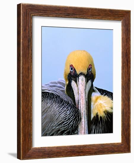 Male Brown Pelican in Breeding Plumage, Sanibel Island, Florida, USA-Charles Sleicher-Framed Photographic Print