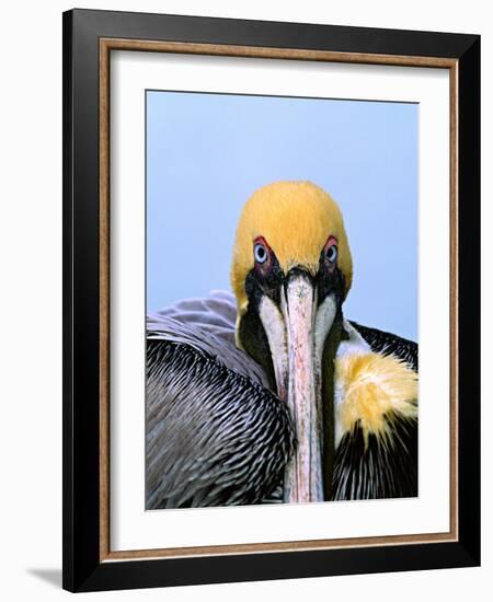 Male Brown Pelican in Breeding Plumage, Sanibel Island, Florida, USA-Charles Sleicher-Framed Photographic Print