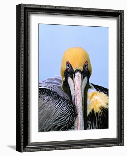 Male Brown Pelican in Breeding Plumage, Sanibel Island, Florida, USA-Charles Sleicher-Framed Photographic Print