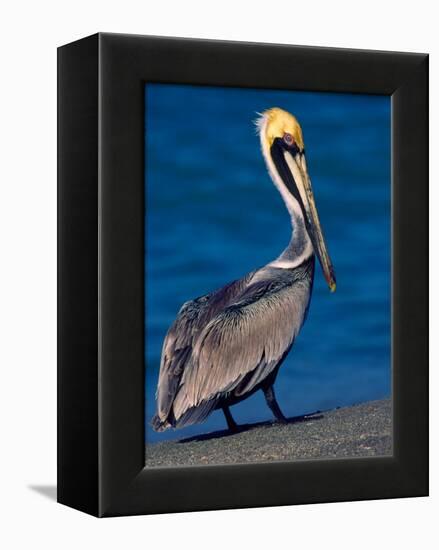 Male Brown Pelican in Breeding Plumage, Sanibel Island, Florida, USA-Charles Sleicher-Framed Premier Image Canvas