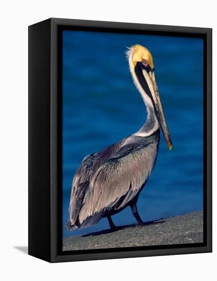 Male Brown Pelican in Breeding Plumage, Sanibel Island, Florida, USA-Charles Sleicher-Framed Premier Image Canvas