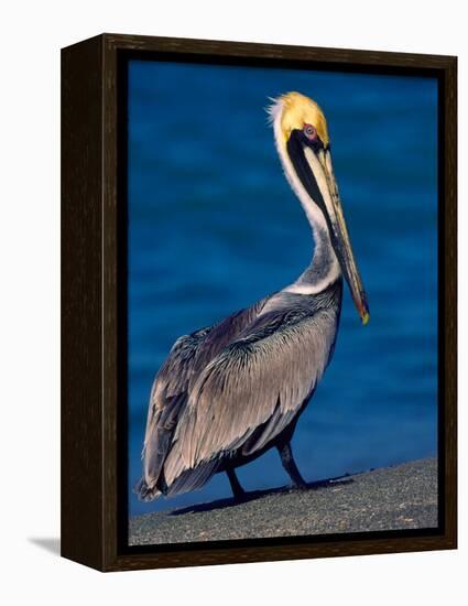 Male Brown Pelican in Breeding Plumage, Sanibel Island, Florida, USA-Charles Sleicher-Framed Premier Image Canvas