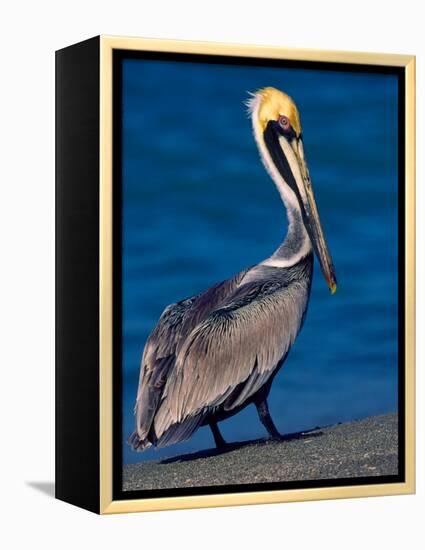 Male Brown Pelican in Breeding Plumage, Sanibel Island, Florida, USA-Charles Sleicher-Framed Premier Image Canvas