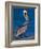 Male Brown Pelican in Breeding Plumage, Sanibel Island, Florida, USA-Charles Sleicher-Framed Photographic Print