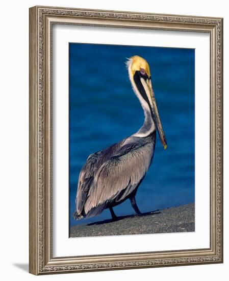 Male Brown Pelican in Breeding Plumage, Sanibel Island, Florida, USA-Charles Sleicher-Framed Photographic Print