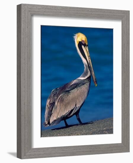 Male Brown Pelican in Breeding Plumage, Sanibel Island, Florida, USA-Charles Sleicher-Framed Photographic Print