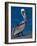 Male Brown Pelican in Breeding Plumage, Sanibel Island, Florida, USA-Charles Sleicher-Framed Photographic Print