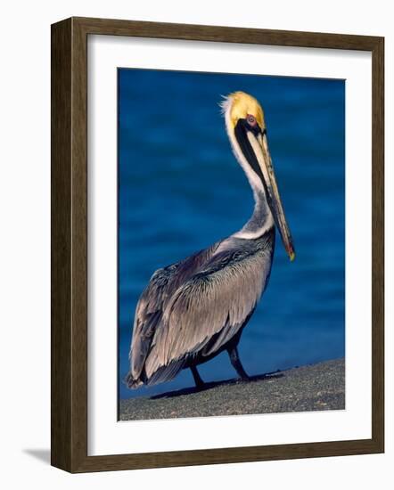 Male Brown Pelican in Breeding Plumage, Sanibel Island, Florida, USA-Charles Sleicher-Framed Photographic Print