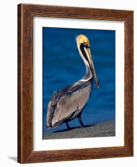 Male Brown Pelican in Breeding Plumage, Sanibel Island, Florida, USA-Charles Sleicher-Framed Photographic Print