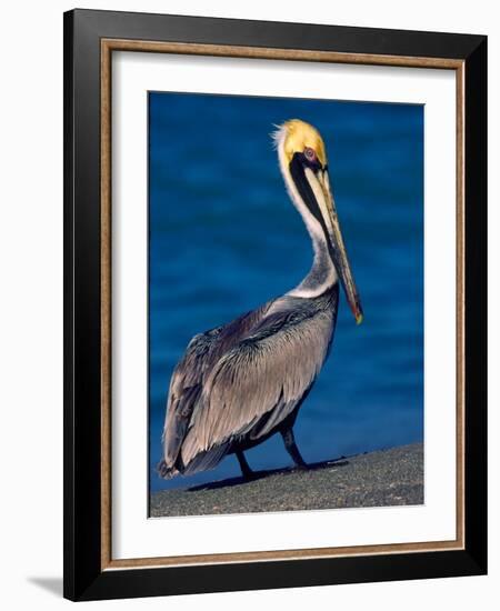 Male Brown Pelican in Breeding Plumage, Sanibel Island, Florida, USA-Charles Sleicher-Framed Photographic Print