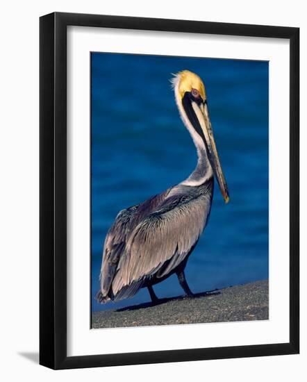 Male Brown Pelican in Breeding Plumage, Sanibel Island, Florida, USA-Charles Sleicher-Framed Photographic Print