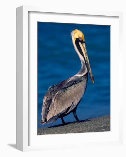 Male Brown Pelican in Breeding Plumage, Sanibel Island, Florida, USA-Charles Sleicher-Framed Photographic Print