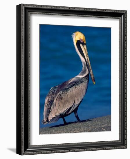 Male Brown Pelican in Breeding Plumage, Sanibel Island, Florida, USA-Charles Sleicher-Framed Photographic Print