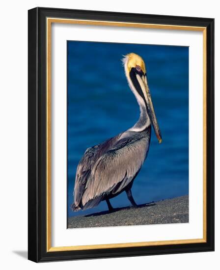 Male Brown Pelican in Breeding Plumage, Sanibel Island, Florida, USA-Charles Sleicher-Framed Photographic Print