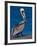 Male Brown Pelican in Breeding Plumage, Sanibel Island, Florida, USA-Charles Sleicher-Framed Photographic Print