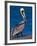 Male Brown Pelican in Breeding Plumage, Sanibel Island, Florida, USA-Charles Sleicher-Framed Photographic Print