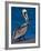 Male Brown Pelican in Breeding Plumage, Sanibel Island, Florida, USA-Charles Sleicher-Framed Photographic Print