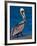 Male Brown Pelican in Breeding Plumage, Sanibel Island, Florida, USA-Charles Sleicher-Framed Photographic Print