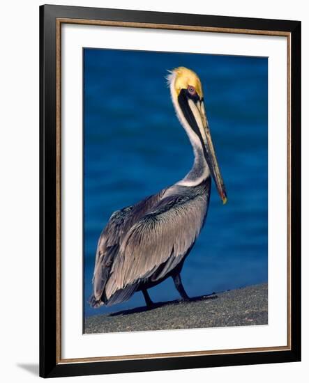 Male Brown Pelican in Breeding Plumage, Sanibel Island, Florida, USA-Charles Sleicher-Framed Photographic Print