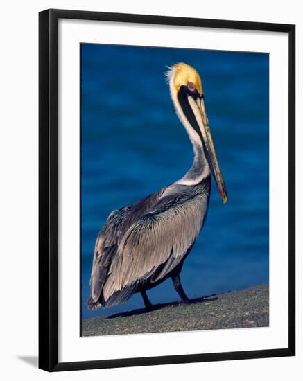 Male Brown Pelican in Breeding Plumage, Sanibel Island, Florida, USA-Charles Sleicher-Framed Photographic Print