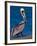 Male Brown Pelican in Breeding Plumage, Sanibel Island, Florida, USA-Charles Sleicher-Framed Photographic Print