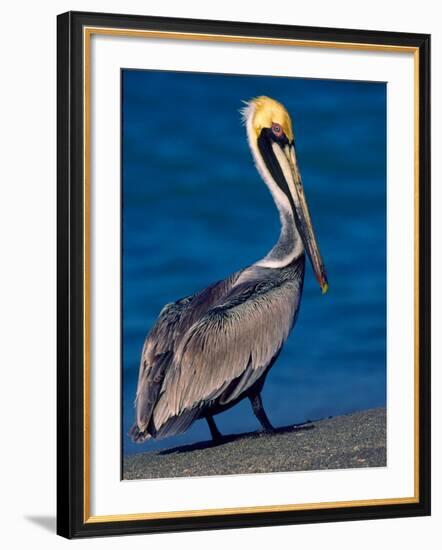 Male Brown Pelican in Breeding Plumage, Sanibel Island, Florida, USA-Charles Sleicher-Framed Photographic Print