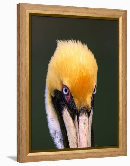 Male Brown Pelican in Breeding Plumage, Sanibel Island, Florida, USA-Charles Sleicher-Framed Premier Image Canvas