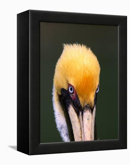 Male Brown Pelican in Breeding Plumage, Sanibel Island, Florida, USA-Charles Sleicher-Framed Premier Image Canvas