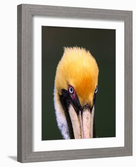 Male Brown Pelican in Breeding Plumage, Sanibel Island, Florida, USA-Charles Sleicher-Framed Photographic Print