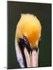 Male Brown Pelican in Breeding Plumage, Sanibel Island, Florida, USA-Charles Sleicher-Mounted Photographic Print