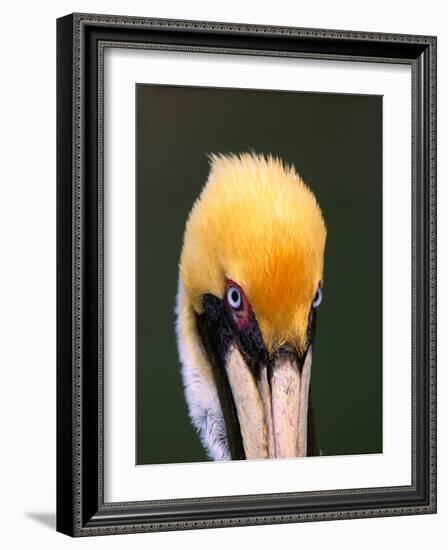 Male Brown Pelican in Breeding Plumage, Sanibel Island, Florida, USA-Charles Sleicher-Framed Photographic Print