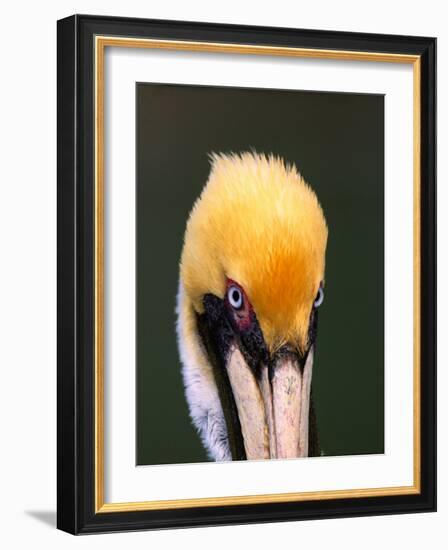 Male Brown Pelican in Breeding Plumage, Sanibel Island, Florida, USA-Charles Sleicher-Framed Photographic Print