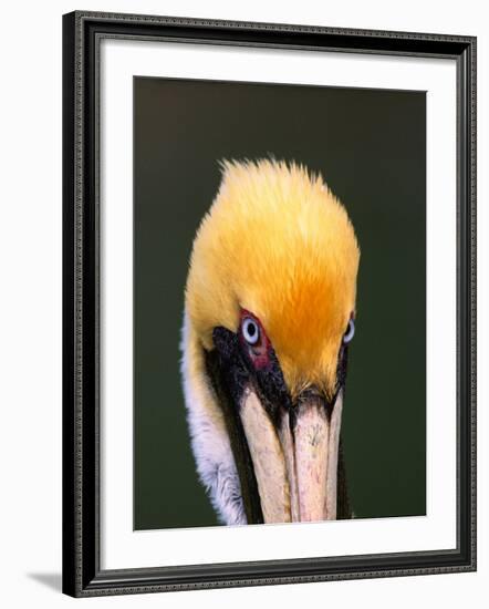 Male Brown Pelican in Breeding Plumage, Sanibel Island, Florida, USA-Charles Sleicher-Framed Photographic Print