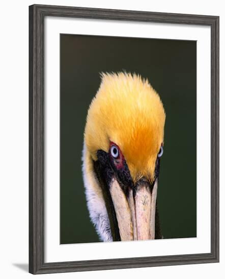 Male Brown Pelican in Breeding Plumage, Sanibel Island, Florida, USA-Charles Sleicher-Framed Photographic Print