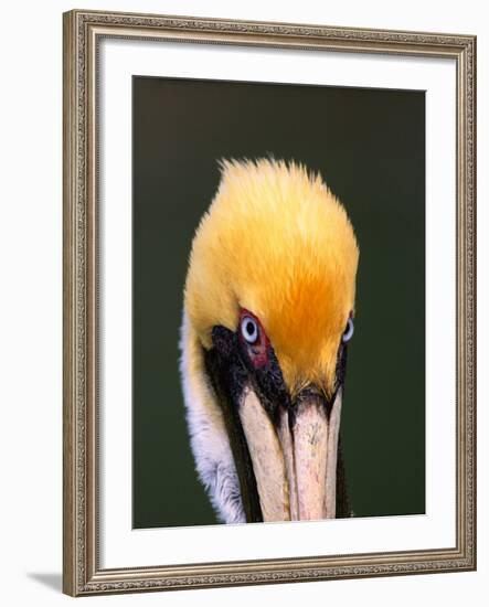 Male Brown Pelican in Breeding Plumage, Sanibel Island, Florida, USA-Charles Sleicher-Framed Photographic Print